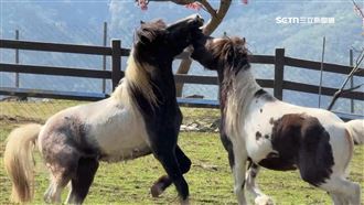 獨／3年前受虐皮包骨　馬匹現今體態豐腴