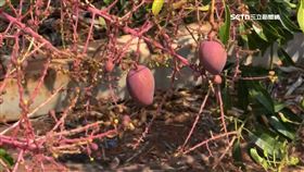 寒害! 屏東愛文芒果