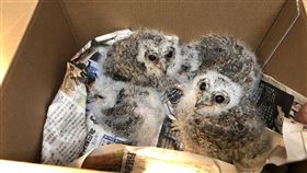 桃園野鳥學會公布救傷地圖（2）桃園市野鳥學會10日公布民國113年救治2100隻野生動物，以鳥類為大宗，隨著越來越多建築使用玻璃帷幕，鳥類「窗殺」危機加劇，學會也首度公開救傷地圖。圖為幼鳥落巢送醫。（桃園市野鳥學會提供） 中央社記者吳睿騏桃園傳真  114年3月10日