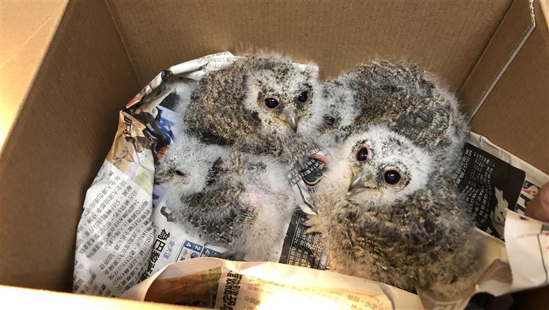 玻璃帷幕加劇窗殺　野鳥學會公布救傷地圖