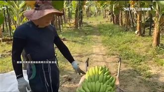 王鴻薇PO香蕉貴翻「政府無能」　蕉農怒了