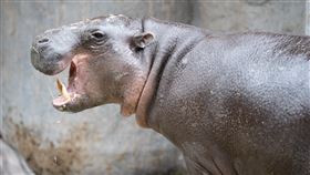 從新加坡動物園來台的侏儒河馬「Thabo」，因感染、營養不良今天清晨離世。(圖／北市動物園提供)