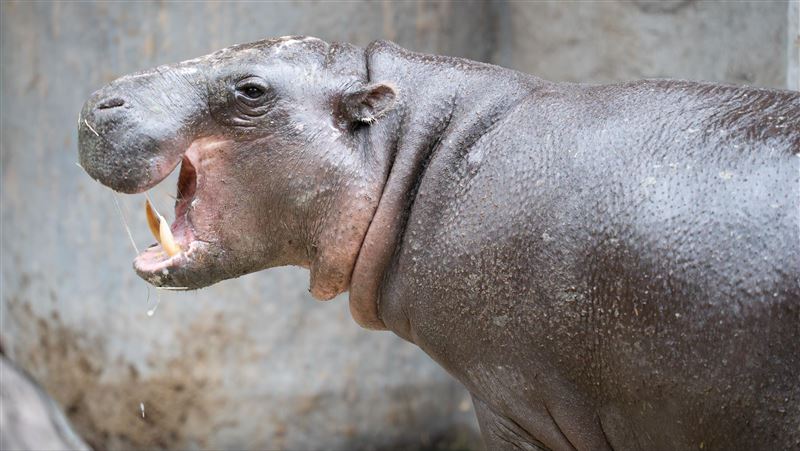 侏儒河馬今晨病逝...北市動物園曝死因