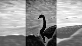 新聞幕後／人造黑天鵝是解方　還是笑話？
黑天鵝效應　black swan event(示意圖／翻攝自istockphoto)