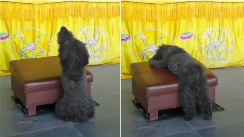 狗在廟「聽鐘聲突拜佛」飼主驚：從沒教過
