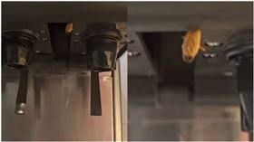 衛生局,高雄,蟑螂,飲料機,顧客,醬料,病媒,食品,食安,大樹區,火烤兩吃,吃到飽