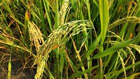 稻米,水稻（示意圖／PIXABAY）