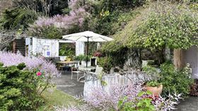 嘉義瑞里紫藤花開3成！賞花地點、活動資訊及停車資訊一次看（業配勿用）