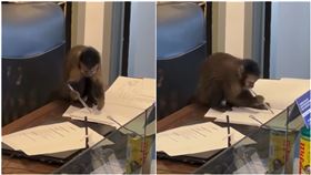 猴子在辦公室簽文件（圖／翻攝自IG@campoolimpicodegolfe）