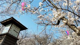 日本櫻花最新預測  福岡3/20或東京3/24搶先開日本兩家民間氣象公司2月6日分別公布今年最新版的染井吉野櫻開花預測，最早開花地區可能是3月20日的福岡或3月24日的東京。圖為2018年春天東京飛鳥山公園櫻花開花景況。中央社記者黃名璽攝  114年2月9日