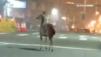 水鹿現身彰化市區！民眾尖叫：阿彌陀佛