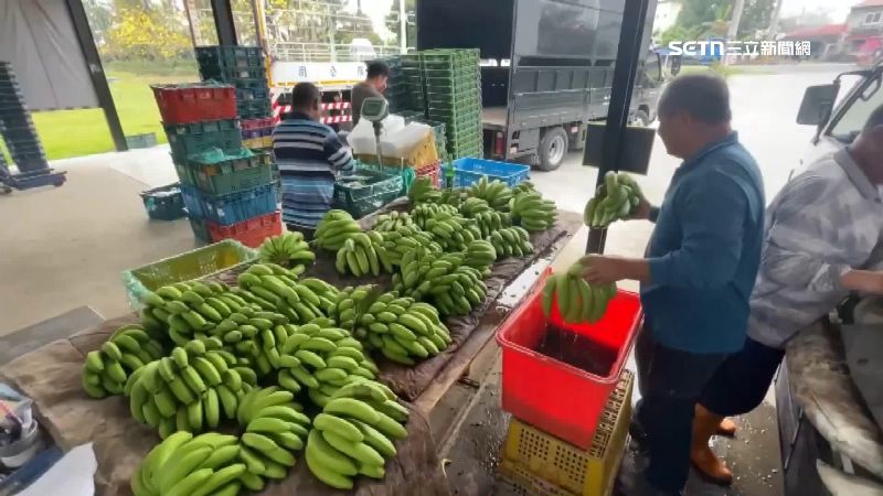 蕉農怒控北農無蕉可賣拜託運銷　價格反跌