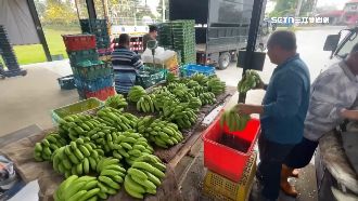 蕉農怒控北農無蕉可賣拜託運銷　價格反跌