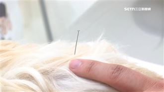 毛孩也能針灸　寵物中醫曝一天看40多隻