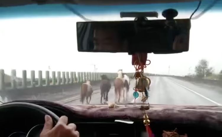 肇事馬場早在今年3月就曾發生過馬匹偷跑事件,當時4匹馬在台61逛大街,引發熱議。(圖/資料照)