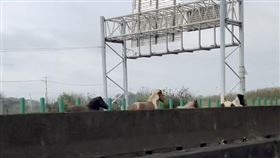 台61線驚見「法拉利車隊」警追查飼主開罰