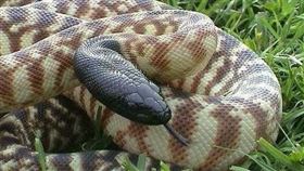 ▲黑頭盾蟒（Black-headed Python）（圖／翻攝畫面）