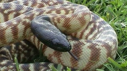 頑童跳繩竟是「2.5m巨蛇」還大笑！恐遭罰