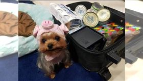 精準醫療狂潮來襲！毛孩癌症神技曝光　抽血秒測20種癌超狂。（圖／記者李宜樺攝影） 寵物　毛小孩