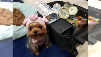 精準醫療狂潮來襲　寵物癌症秒揪出