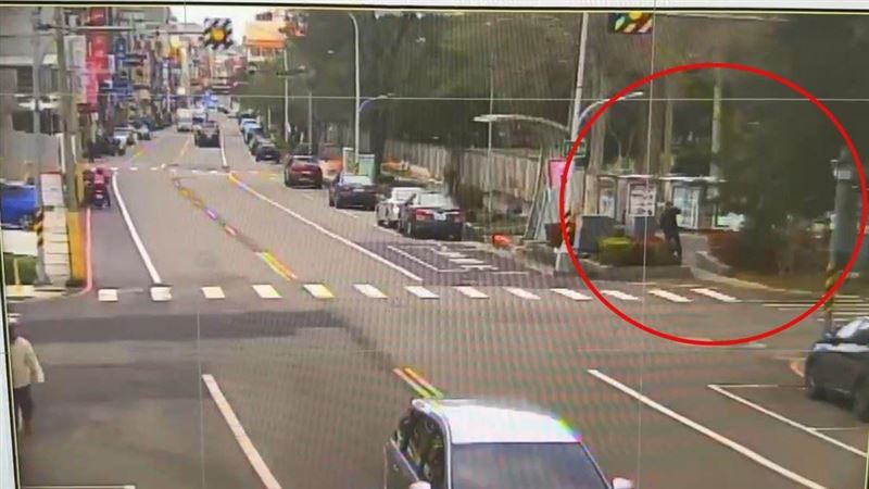 冷氣團強風猛吹　6樓高南洋杉倒下險砸人