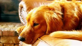 狗,黃金,黃金獵犬（示意圖／翻攝自Pexels）