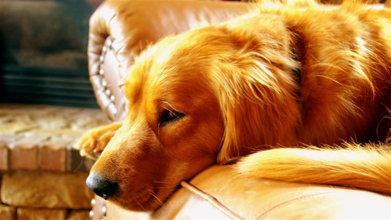 裸女被狗騎：會懷孕嗎？同行揭動物鬼故事