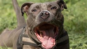 ▲比特犬。（示意圖／翻攝自pixabay）