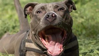 差半年就畢業…美女大生慘遭3比特犬咬死