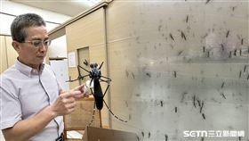▲中興大學農業暨自然資源學院副院長、昆蟲系黃紹毅教授、蚊子。（圖／記者彰雅筑攝影）