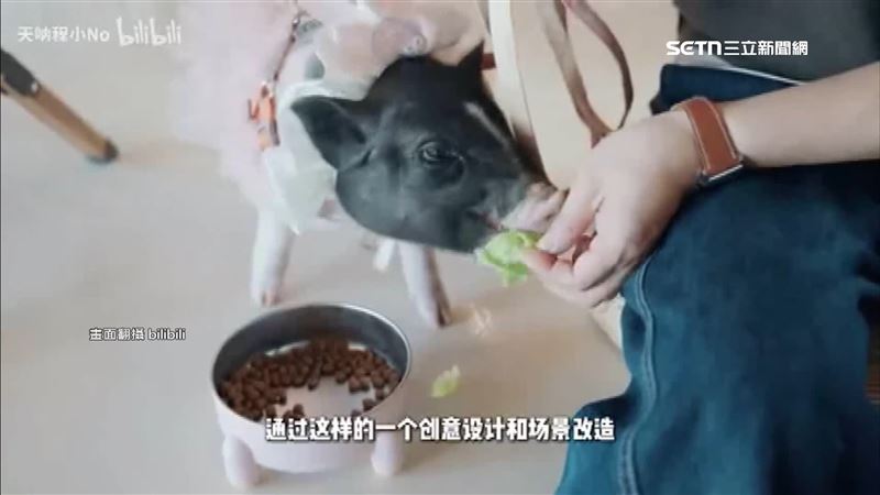 中國農村「活豬當招牌」吸年輕消費者打卡