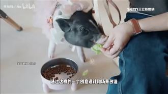 中國農村「活豬當招牌」吸年輕消費者打卡