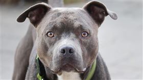 比特犬。(圖/pixabay)