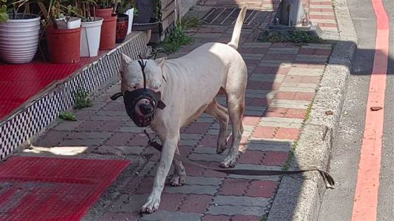 獨／比特犬攻擊怎鬆口？訓犬師曝1招別做