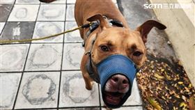 比特犬,尖石,咬死,訓練師,新竹（圖／新竹縣動保所提供）