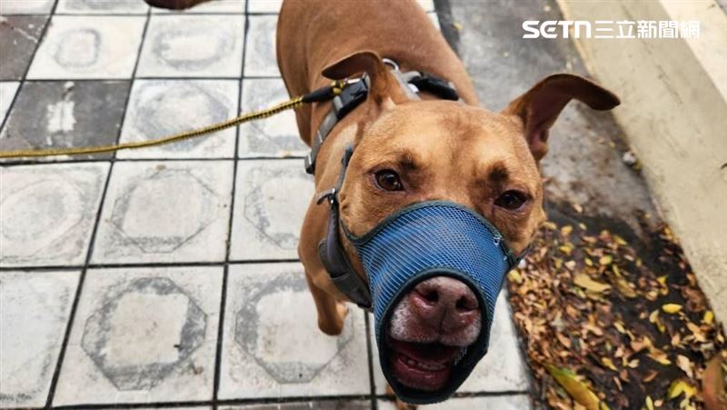 獨／比特犬咬死人「關押1071天」現況曝光