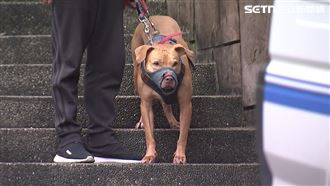 動保處帶走了！比特犬暫不安樂死