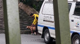 北市首例比特犬傷人沒入  動保處完成
