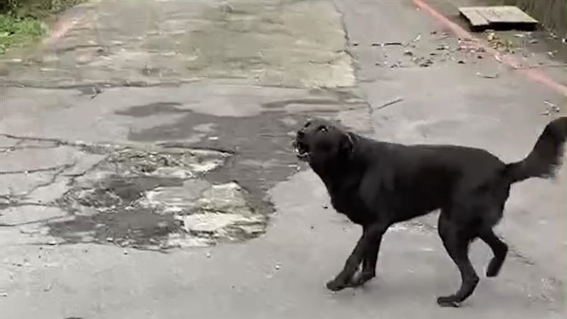 山友統整「惡犬地圖」　這裡如野狼盤據