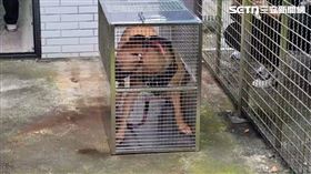 比特犬兩度傷人，安置收容。