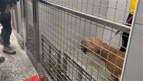 比特犬Lucky。（圖／三立新聞）