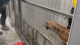 比特犬Lucky沒入低鳴！關獨立籠畫面曝光
