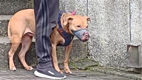 比特犬,lucky(動保處 提供)