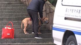 比特犬將開發認養。（圖／翻攝畫面）