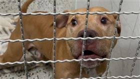 比特犬Lucky。（圖／動保處提供）