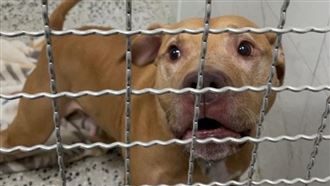 獨／外界批飼主無情　動保處揭未探視原因