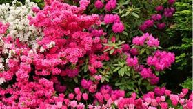 ▲春分時節四處都有鮮花盛開。（圖／CANVA製作）