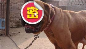 ▲血統純正的土佐犬，有著傲人的身形與肌肉特徵。（圖／翻攝自百度百科）