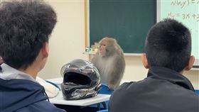 高雄中山大學有猴子闖進教室搶食物。（圖／翻攝threads @kying0409 授權）　