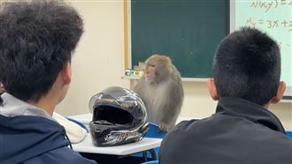 中山大學遭潑猴闖入！囂張進教室搜刮早餐